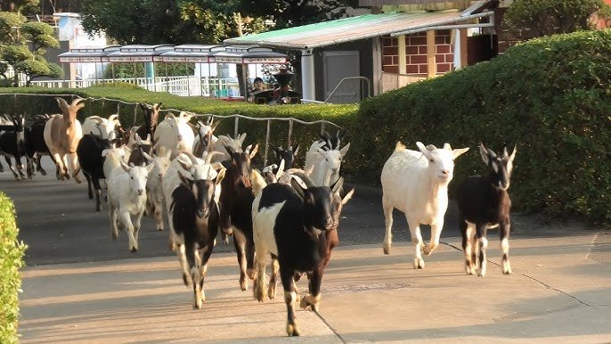 🏞️ 미야자키시 피닉스 자연동물원 (미야자키시훼닉스시젠도부츠엔) 이미지 11